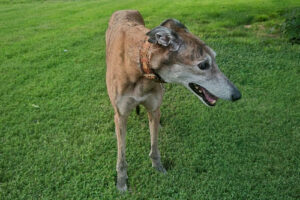 Testimonial of My 14-1/2 Year Old Greyhound.